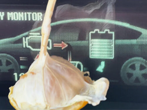 pmwe-press-release_kurtkurt